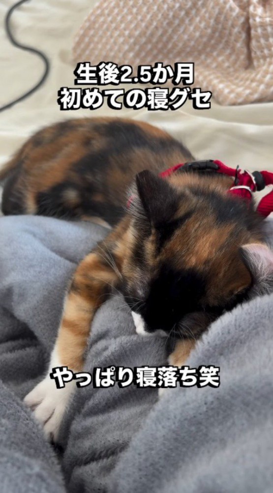 タオルケットの上で眠る子猫