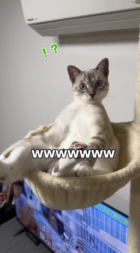 飼い主を見つめる猫