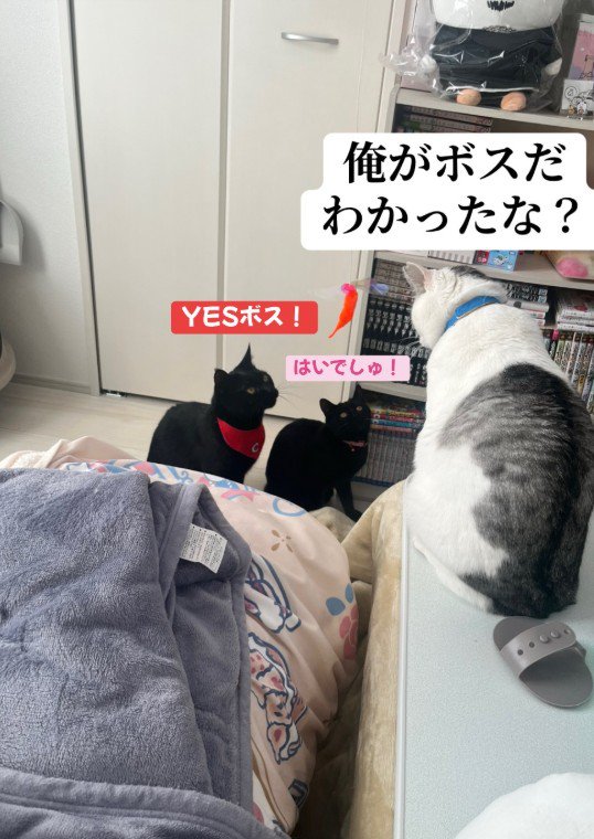 座っている猫とそれを見ている2匹の猫