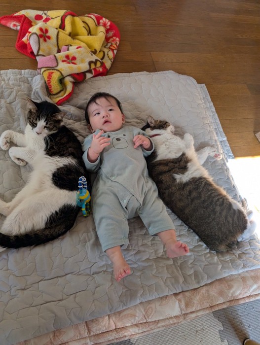 赤ちゃん2匹の猫