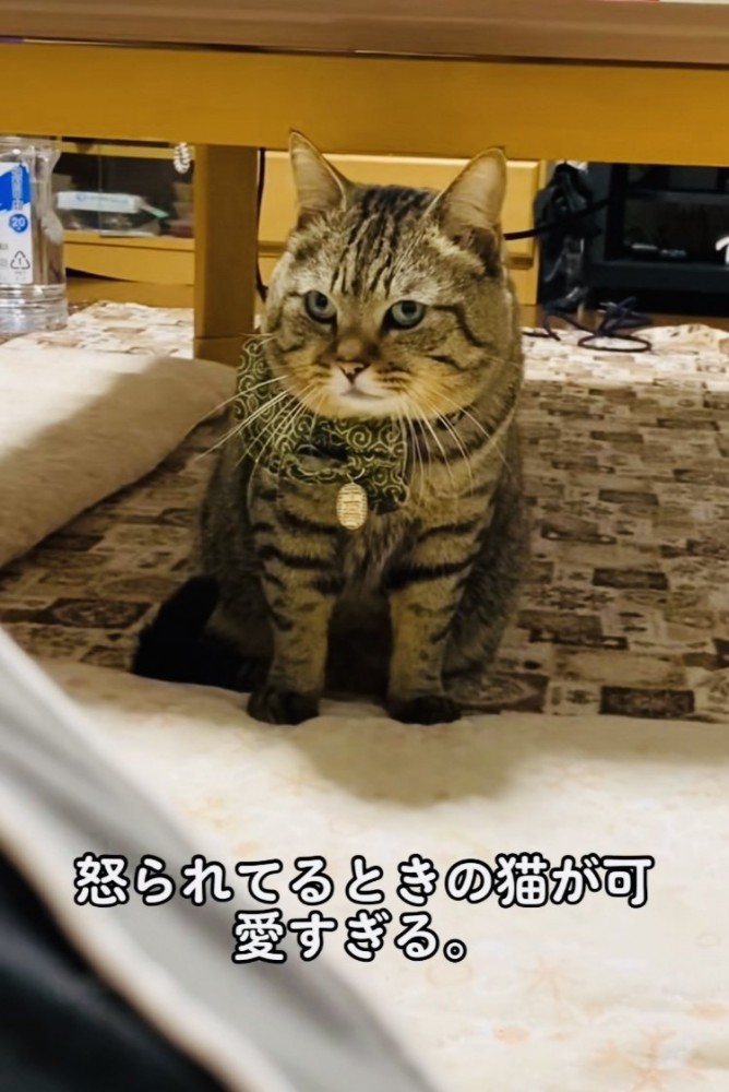 飼い主に叱られるキジトラ猫
