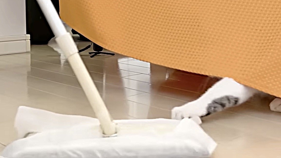 ソファカバーの下から攻撃する猫の手