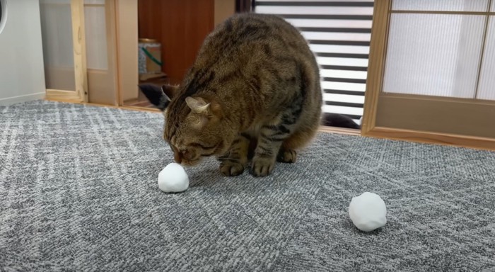 猫と雪玉