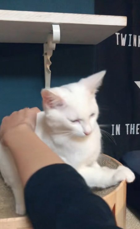 座ってなでられている白猫