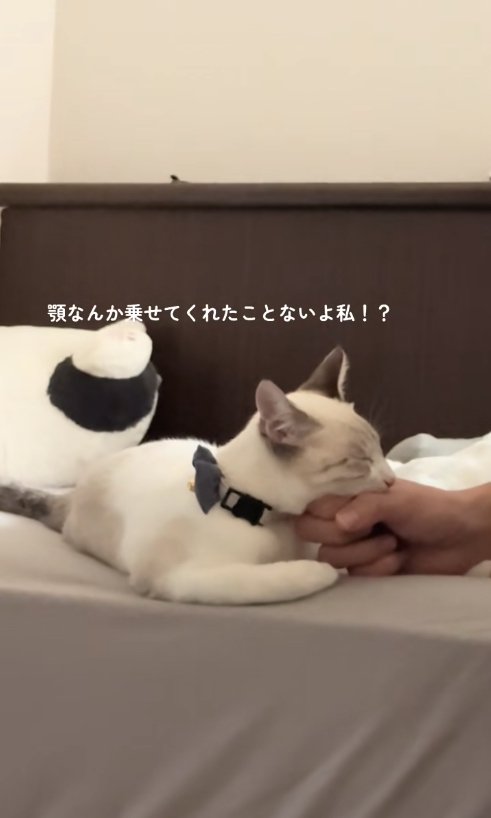 握られた手の上にアゴを乗せている猫