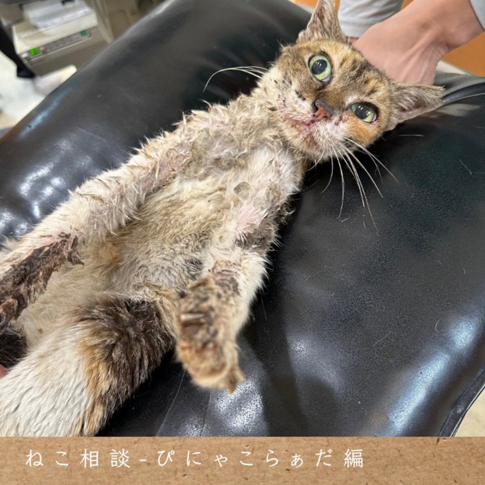 仰向けの猫