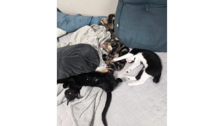 寝ている子猫たち