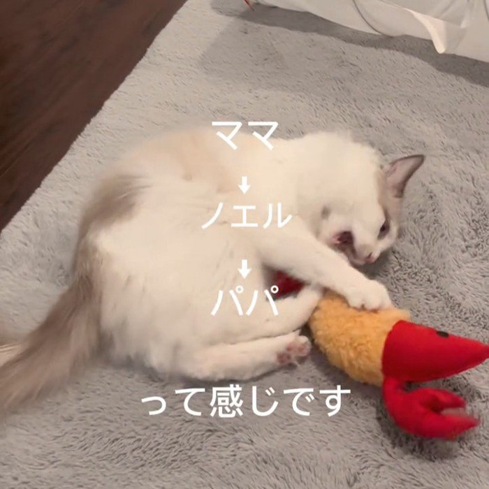 ひとりで遊ぶ猫