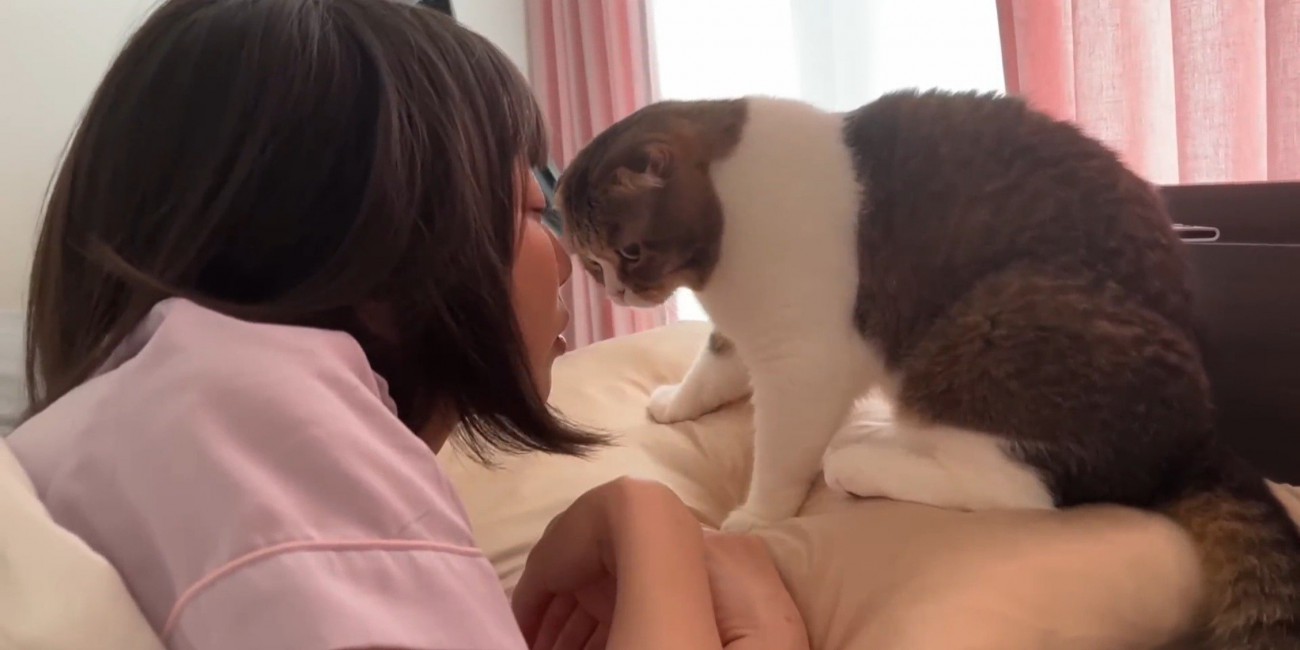飼い主が枕に戻るのを防ぐ猫