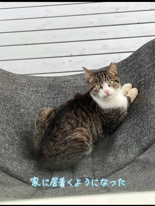 座って振り向く猫