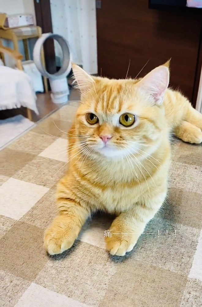 カーペットの上でスフィンクス座りするミックス猫