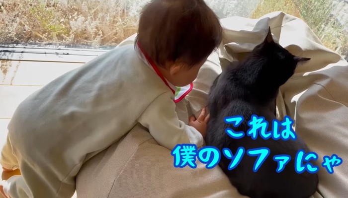 これは僕のソファにゃ