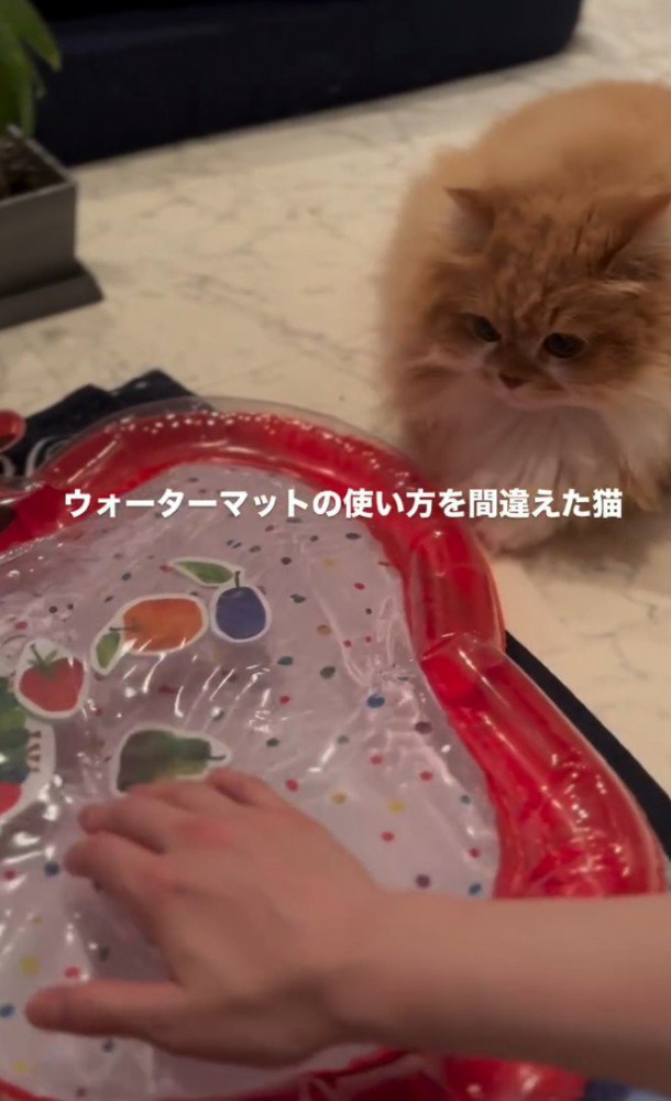 マットを触る手、見つめる猫