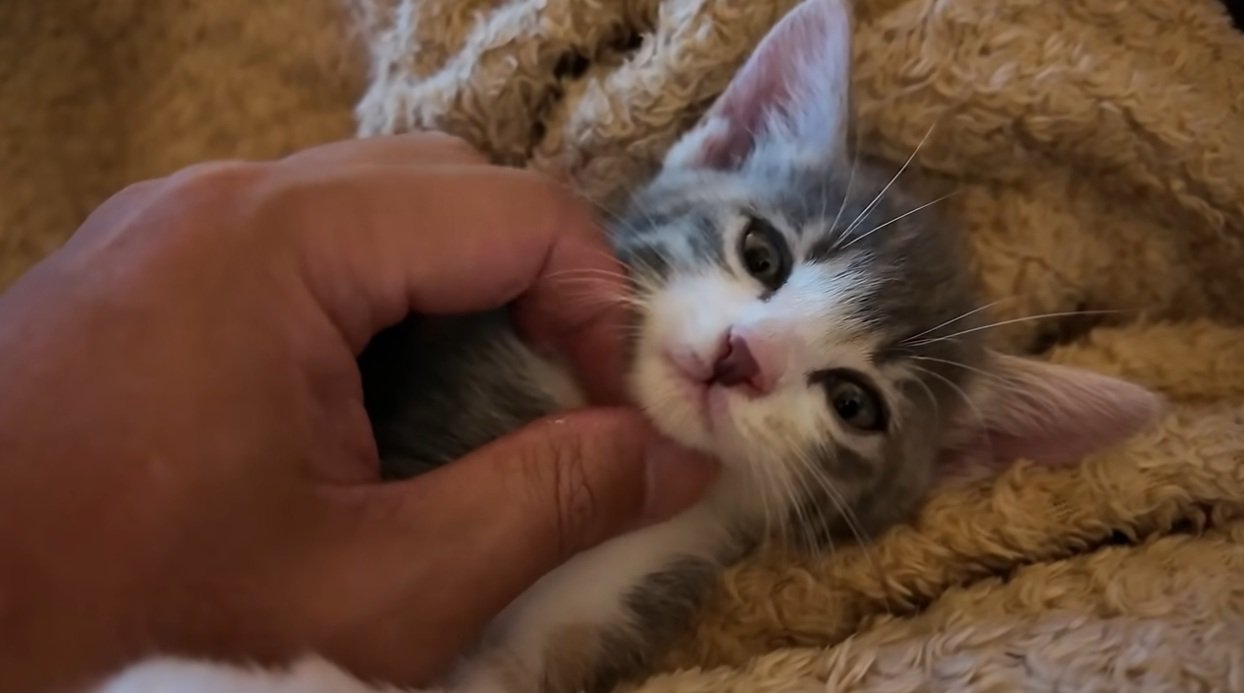 あごをなでられている子猫