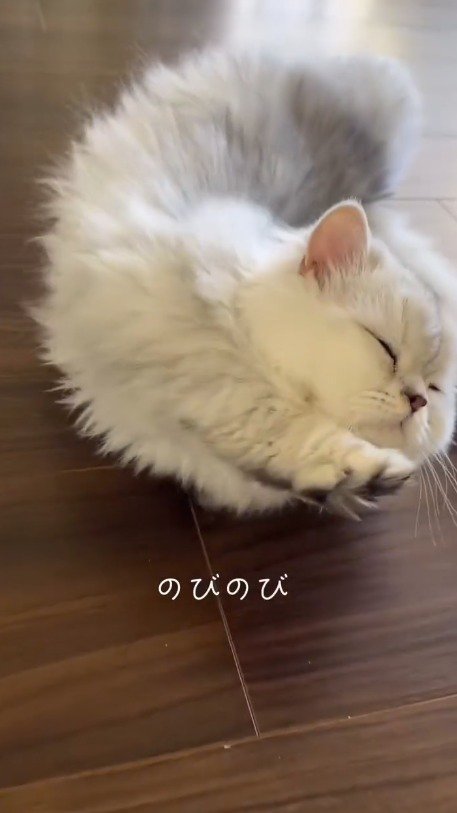 床に横になって伸びをする子猫