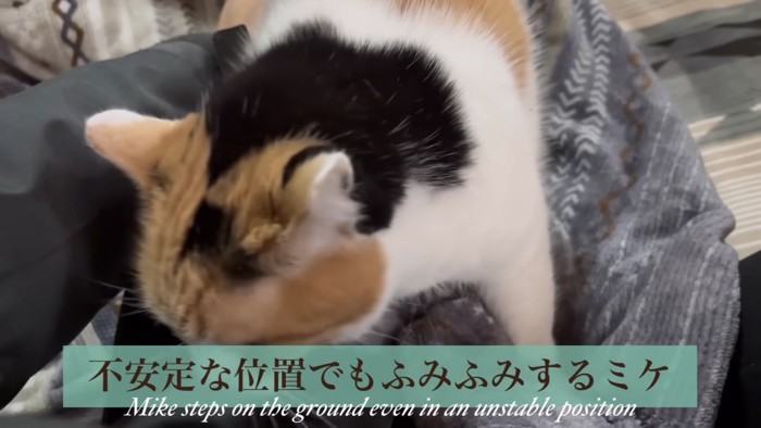 不安定な位置でもふみふみ