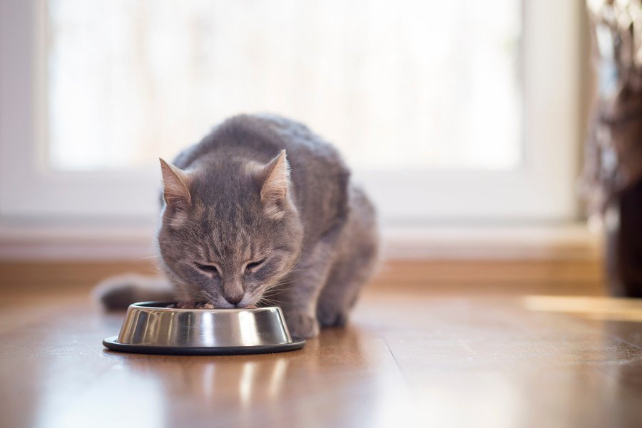 餌を食べる猫