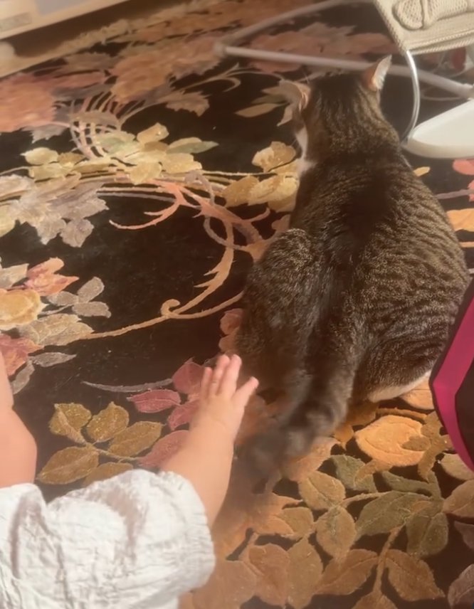 猫の尻尾に手を伸ばす赤ちゃん