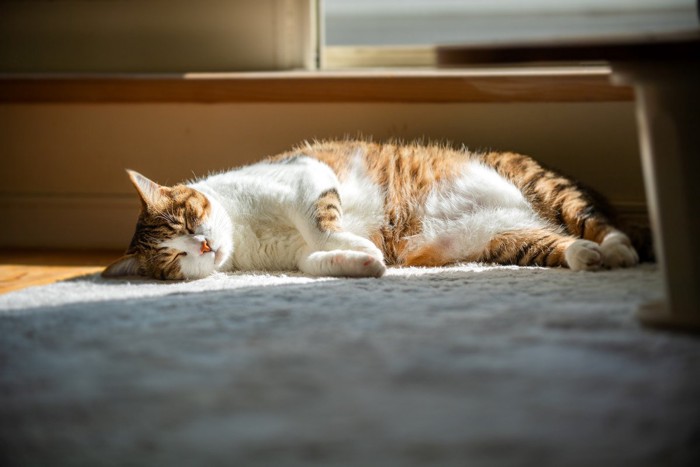 日向ぼっこをしている猫