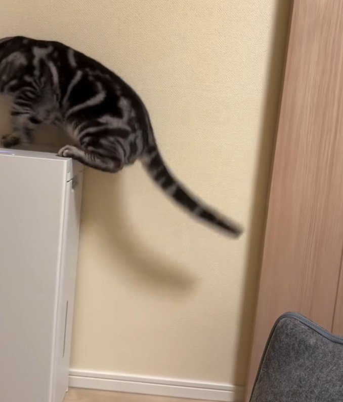 空気清浄機に乗った猫1