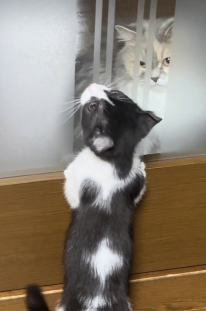 一緒に遊ぶラガマフィンと子猫