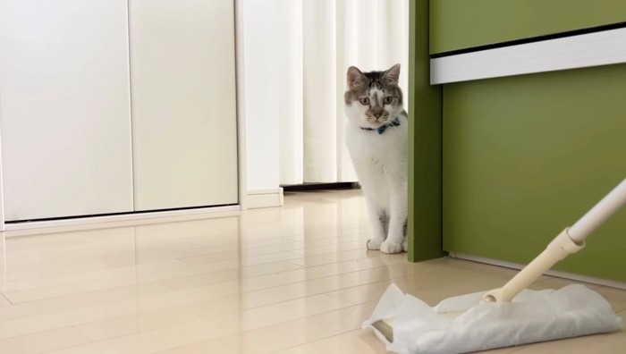 陰からクイックルワイパーを座って監視する猫