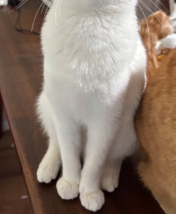 ふっくらした体