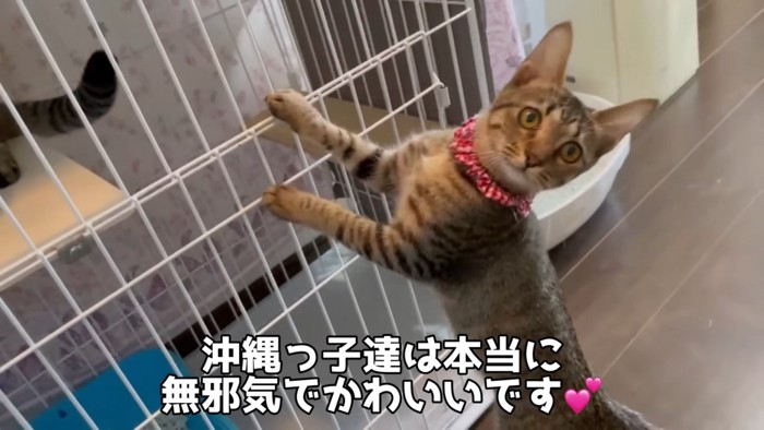 立ち上がる猫