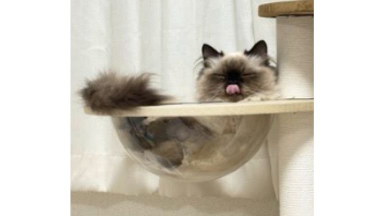 キャットタワーにいる猫