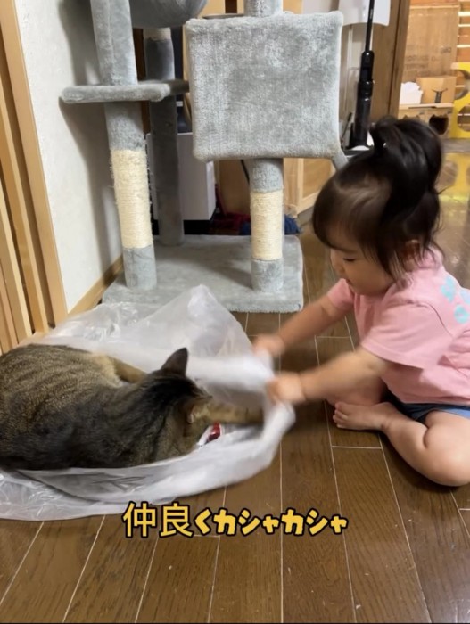 遊んでいる赤ちゃんと猫