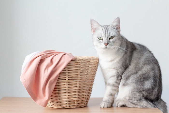 洗濯カゴの隣でムスッとする猫