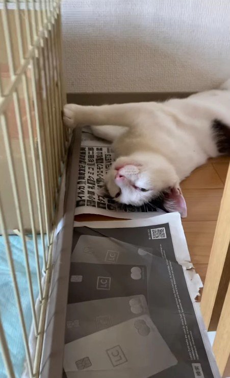 白目をむいて寝る猫