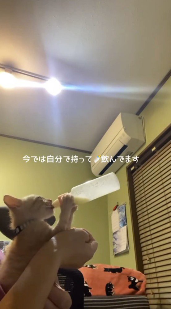 哺乳瓶を前足で持ってミルクを飲む子猫