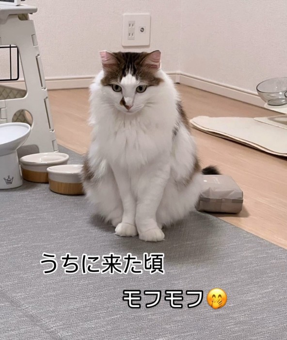 ラグの上に座っている猫