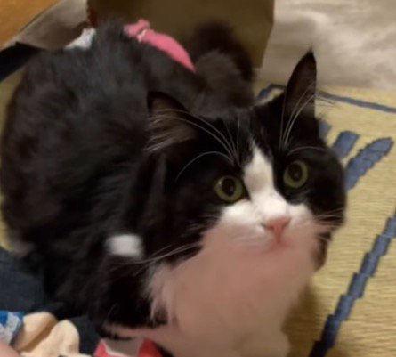 赤ちゃんの隣で飼い主を見上げる猫