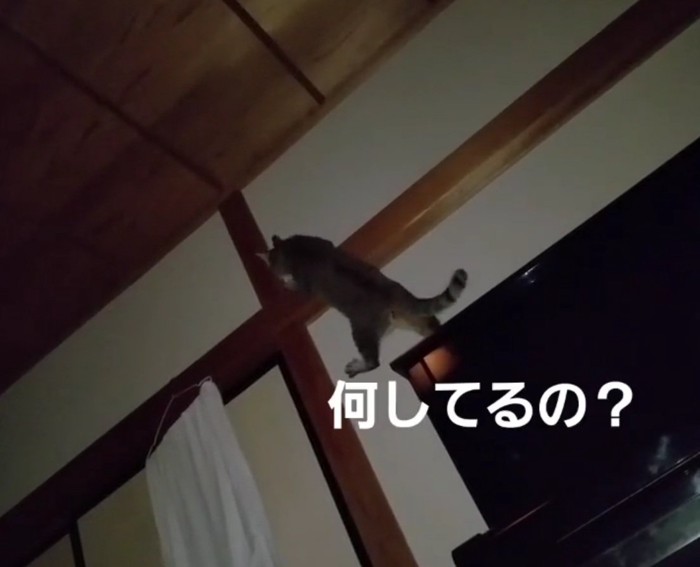 足をかけるチルちゃん