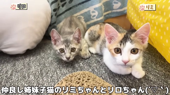 2匹の子猫