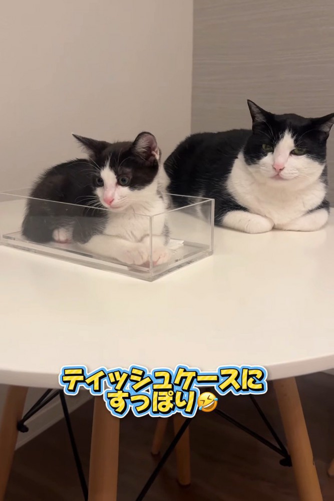 ハチワレの成猫と子猫