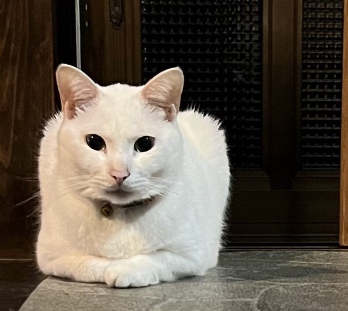 前を見ている猫