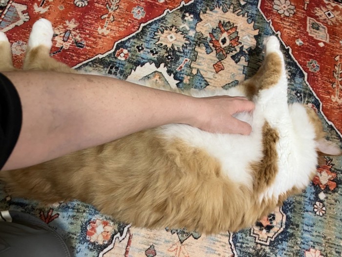 お腹をなでられる猫