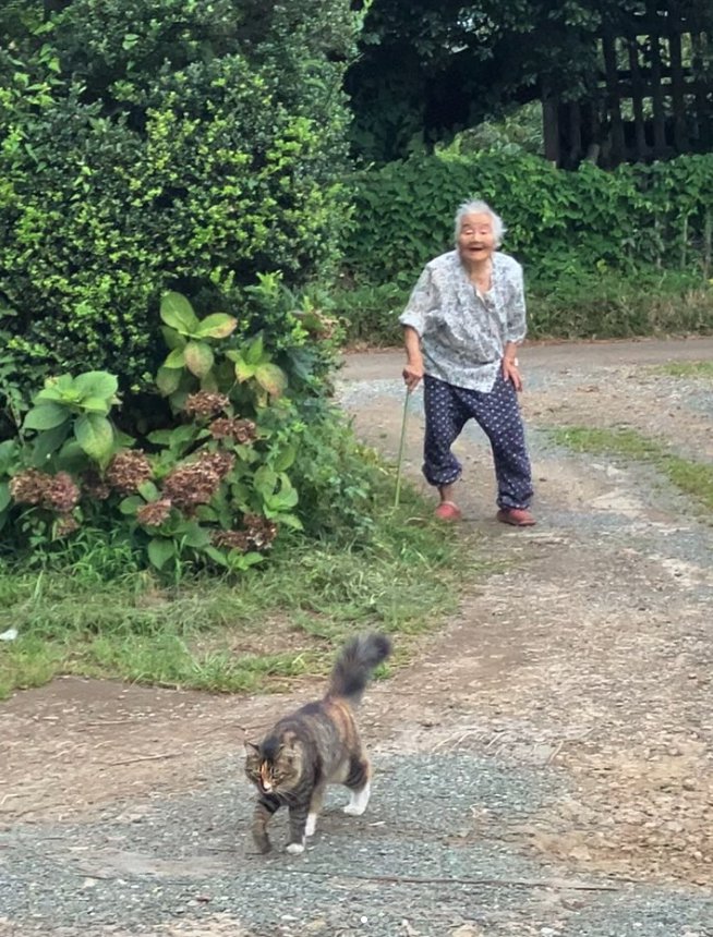 庭を歩いているおばあちゃんと猫