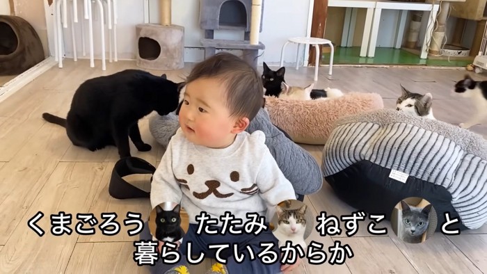 テロップ「くまごろう たたみ ねずこと～」