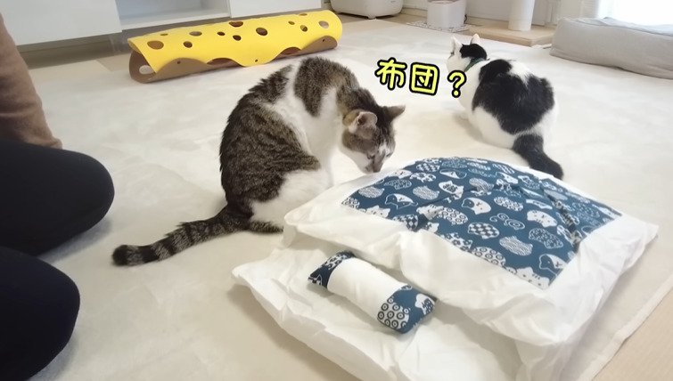 布団を嗅ぐ猫