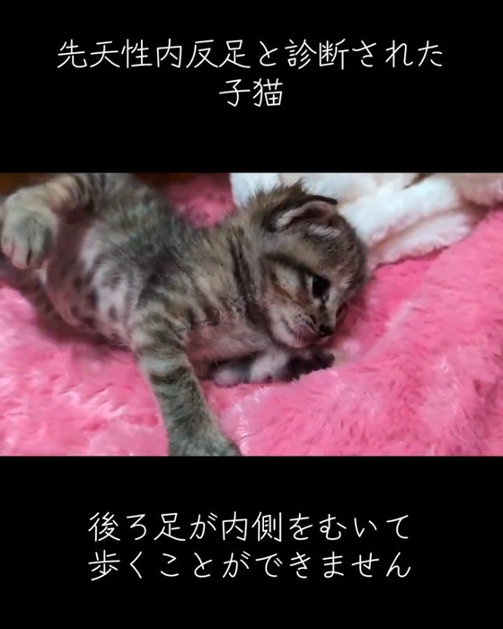 横になっている子猫