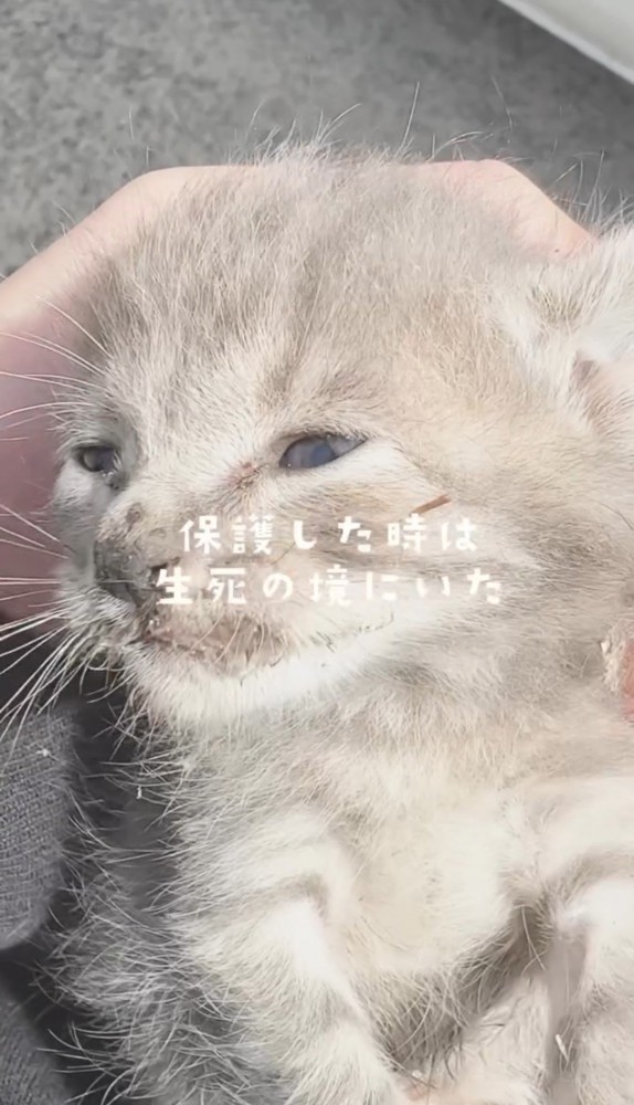 人の手の中の子猫