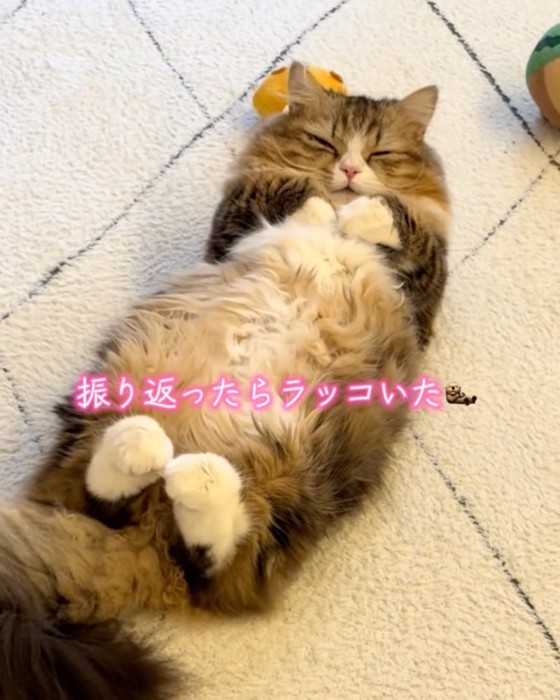 目を閉じる猫
