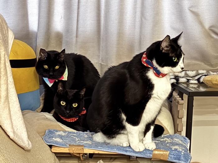 くつろぐ3匹の猫