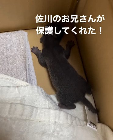 箱の中に入った動物の赤ちゃん