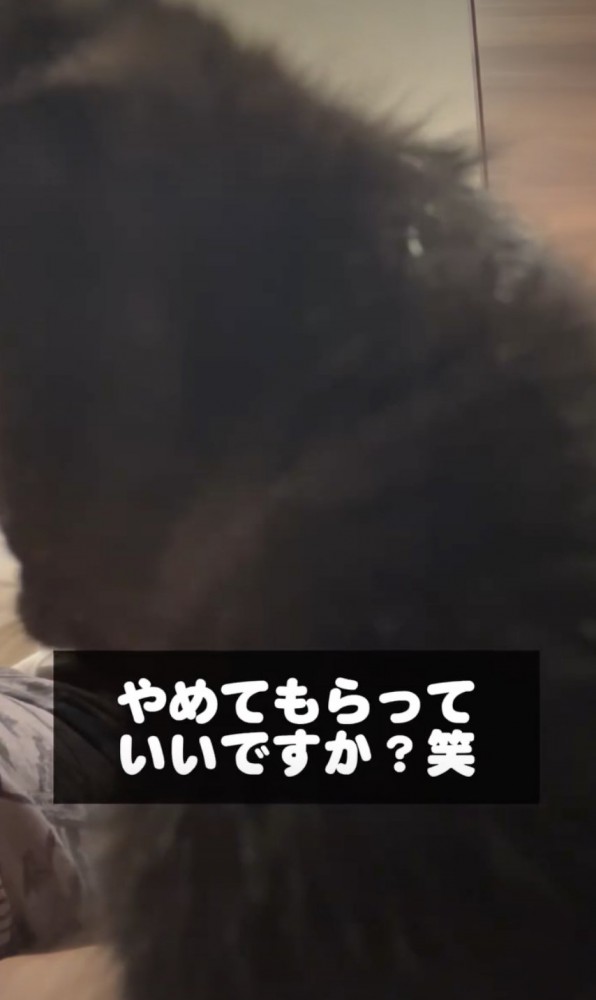 カメラに割り込む黒猫