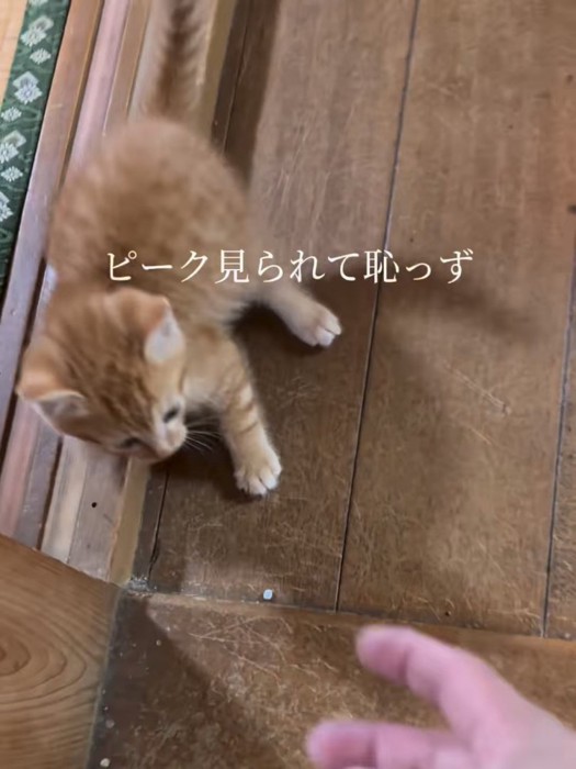 人の手を見る子猫